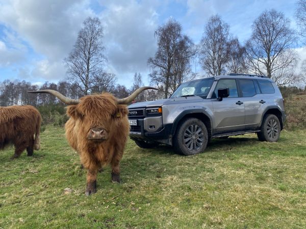 Eine Hochlandkuh steht auf einer Wiese neben einem grauen Geländewagen, umgeben von Bäumen unter einem bewölkten Himmel.